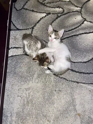 1-3 months Male Mixed Breed American Curl