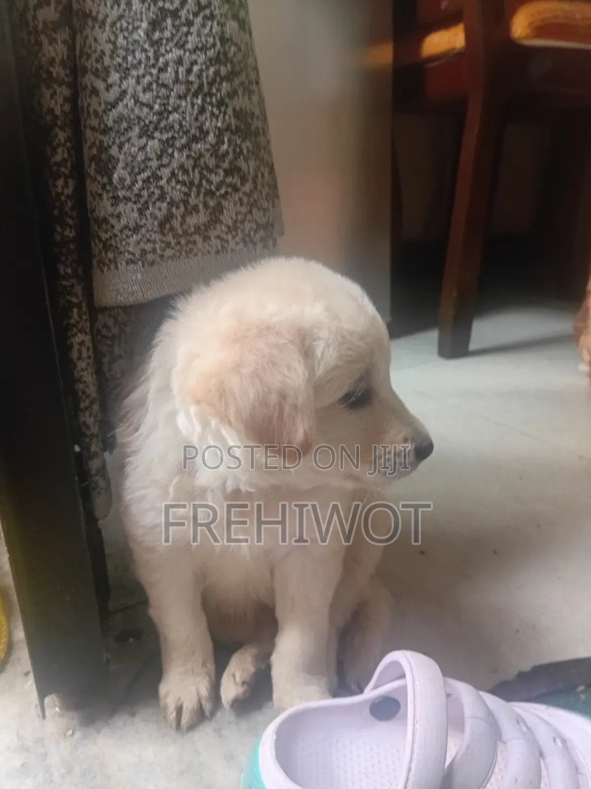 1-3 months Male Purebred Golden Retriever