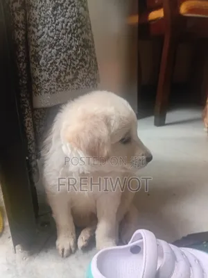 1-3 months Male Purebred Golden Retriever