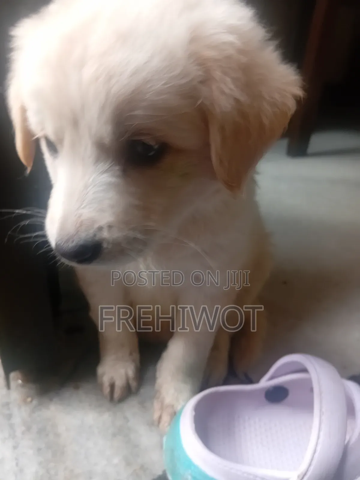1-3 months Male Purebred Golden Retriever