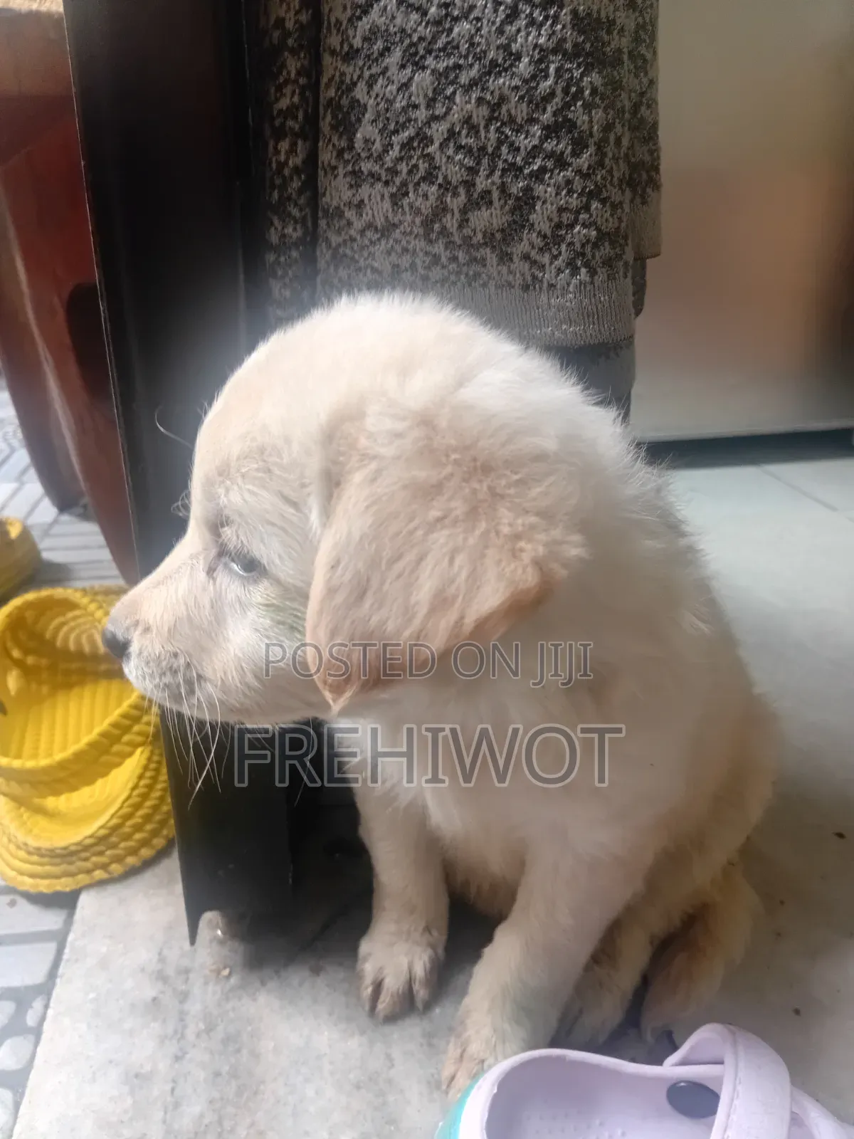 1-3 months Male Purebred Golden Retriever