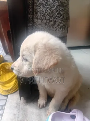 1-3 months Male Purebred Golden Retriever