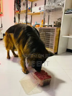 1-3 months Male Purebred German Shepherd