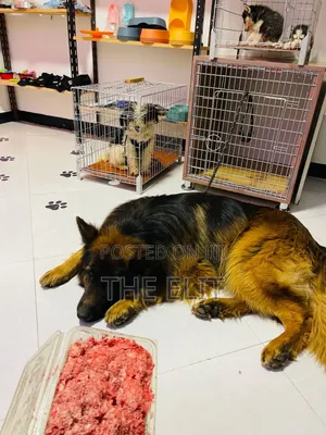 1-3 months Male Purebred German Shepherd