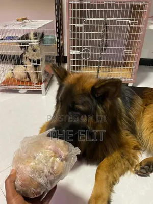 1-3 months Male Purebred German Shepherd