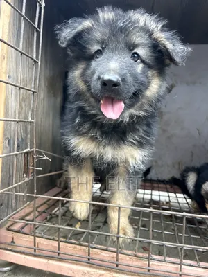 1-3 months Male Purebred German Shepherd