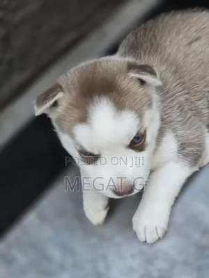 1-3 months Male Purebred Siberian Husky