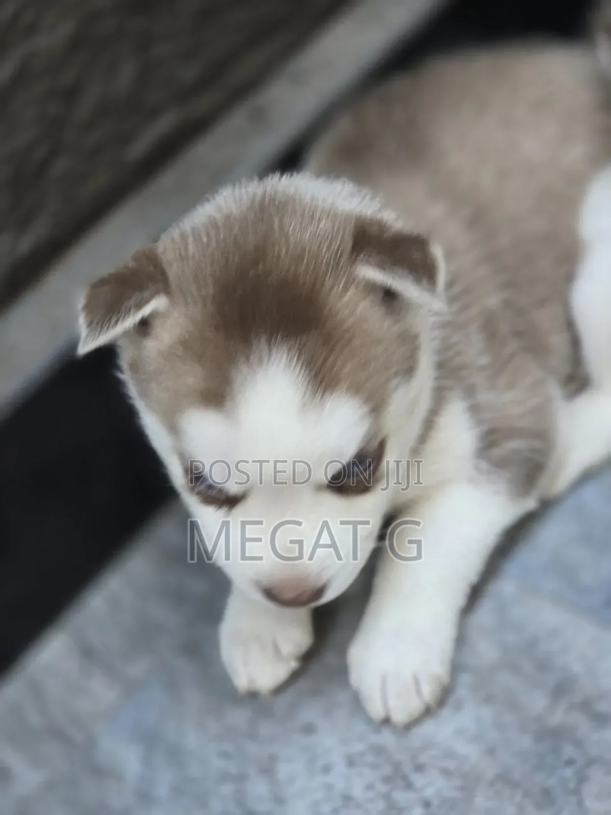 1-3 months Male Purebred Siberian Husky