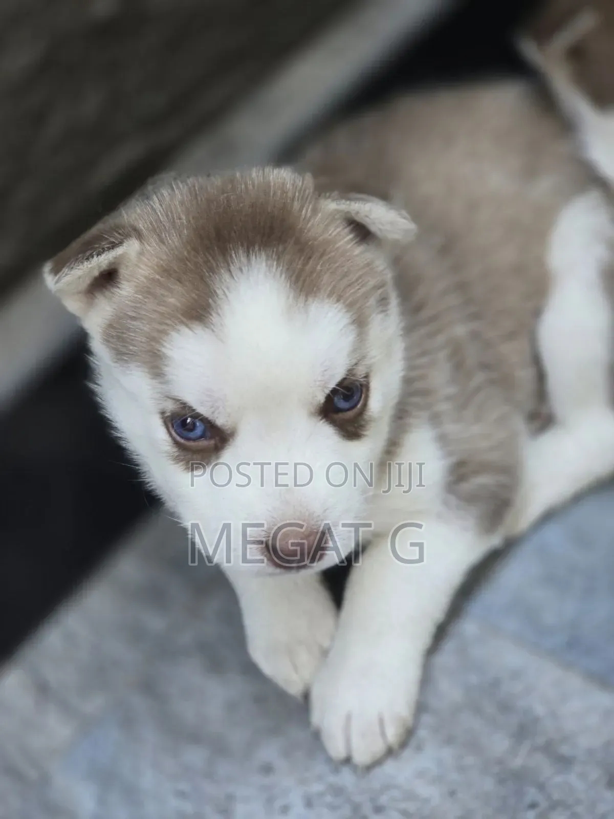 1-3 months Male Purebred Siberian Husky