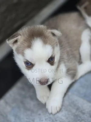 1-3 months Male Purebred Siberian Husky