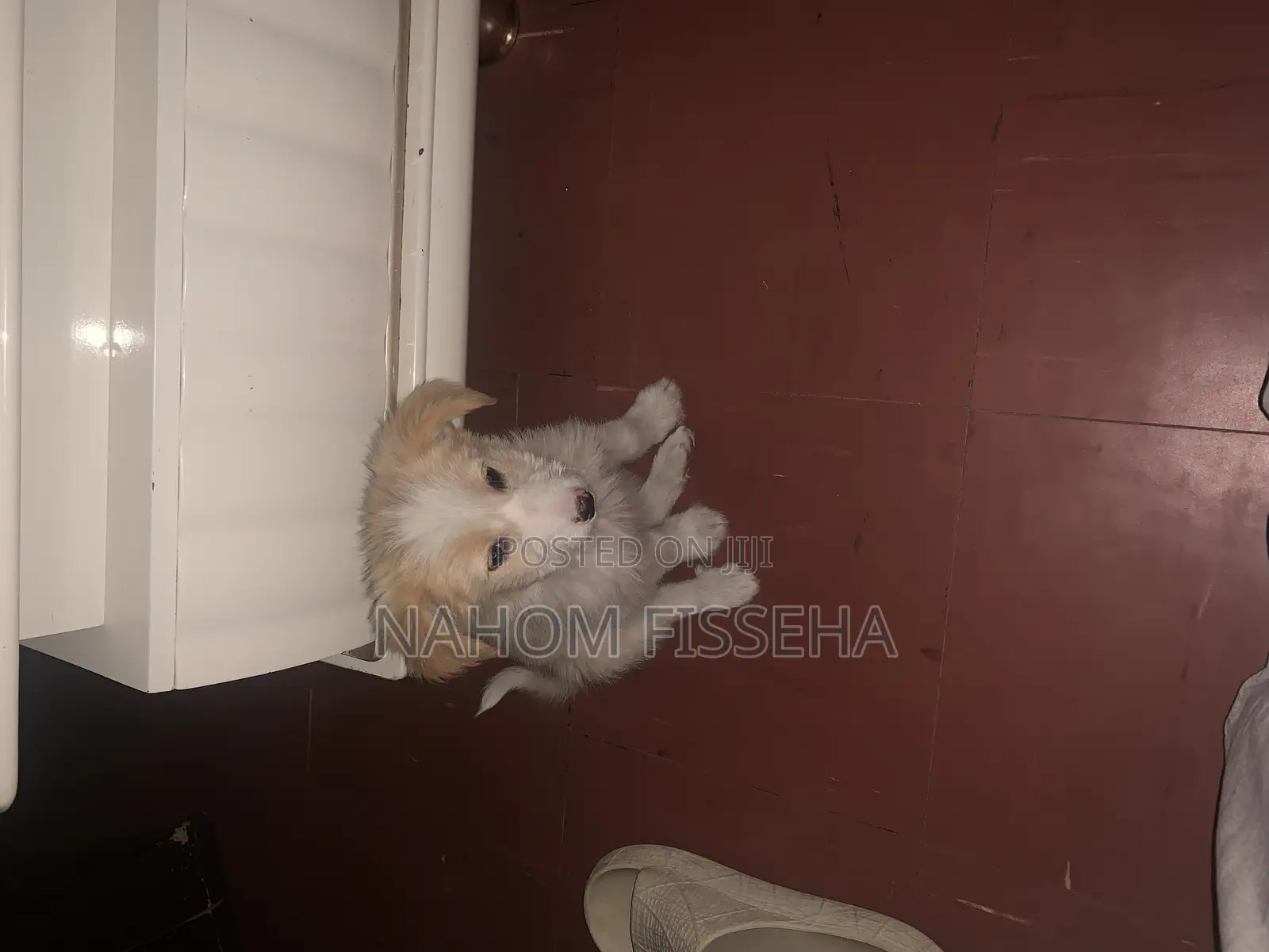 1-3 months Female Mixed Breed Maltese