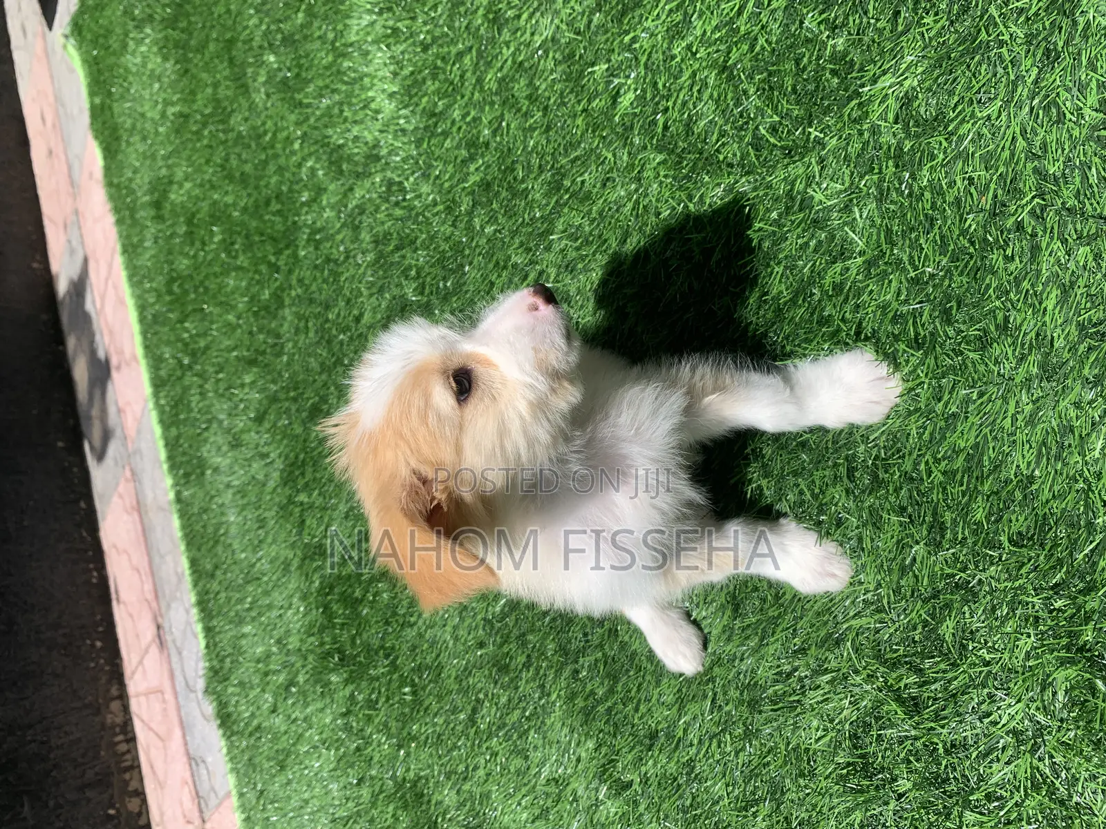 1-3 months Female Mixed Breed Maltese