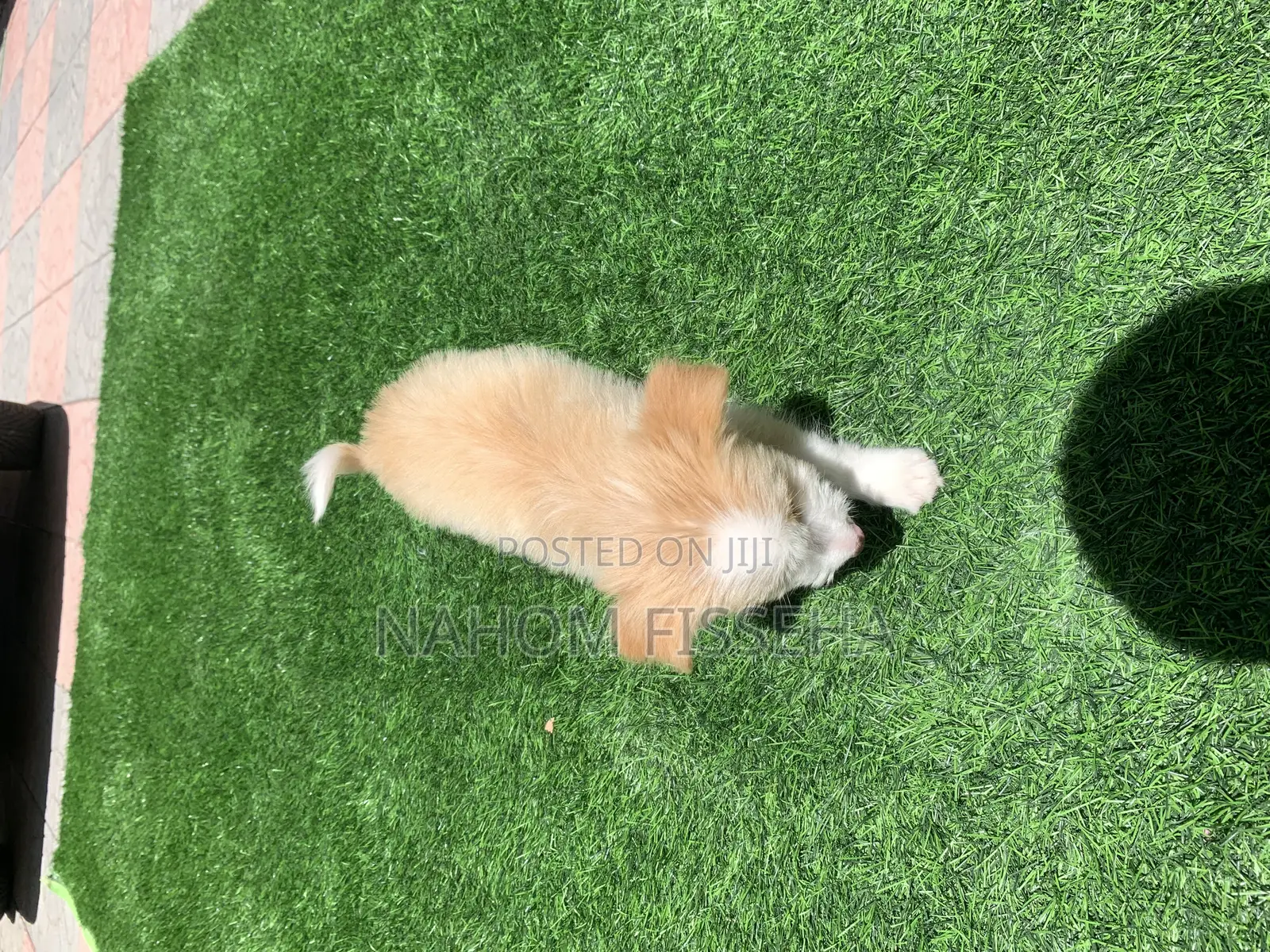 1-3 months Female Mixed Breed Maltese