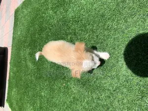 1-3 months Female Mixed Breed Maltese
