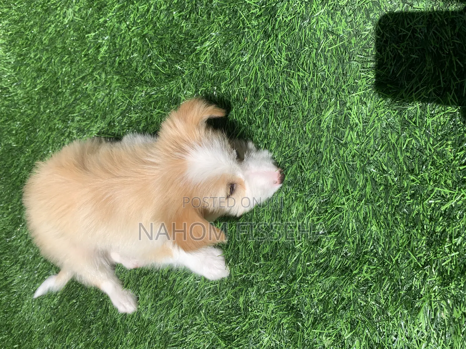1-3 months Female Mixed Breed Maltese