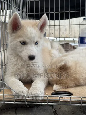 1-3 months Male Purebred Siberian Husky
