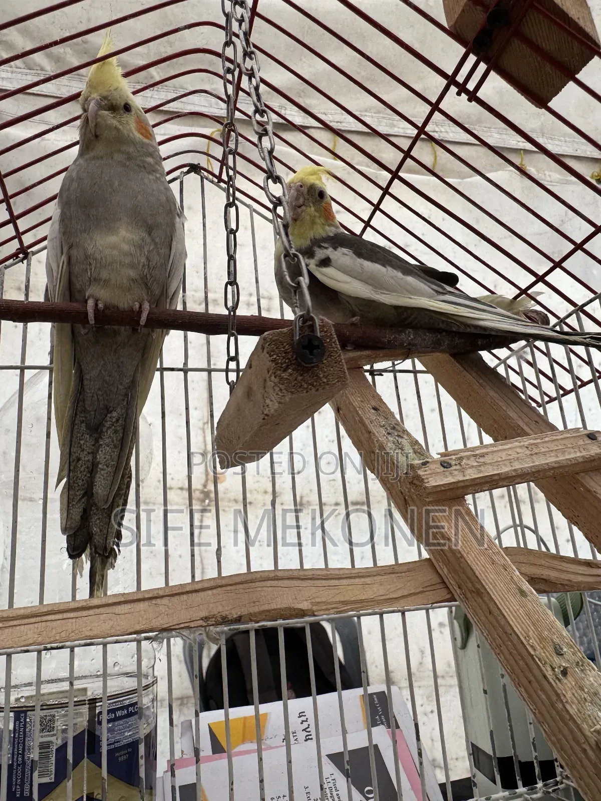 Kokitill Parrots Both