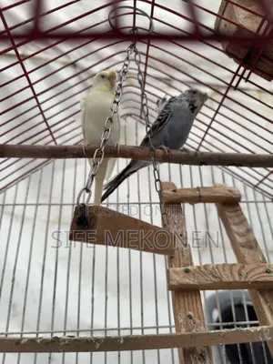 Japanese Bugeyes Parrots