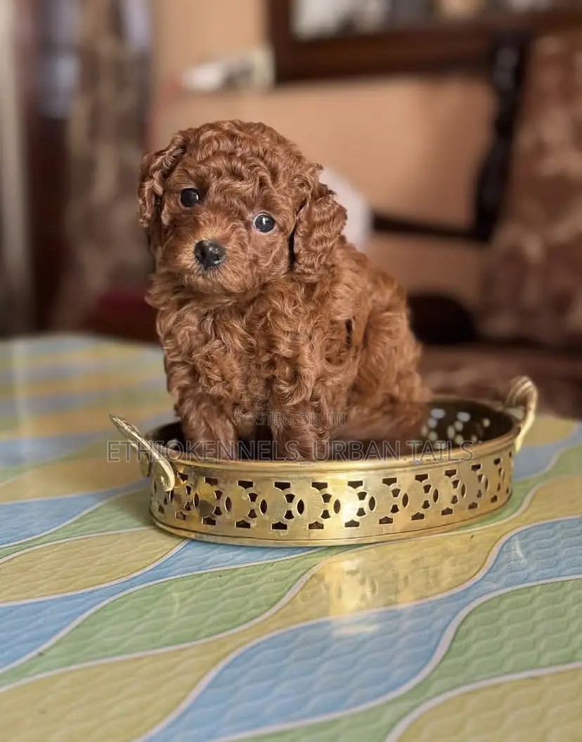 1-3 months Male Purebred Poodle