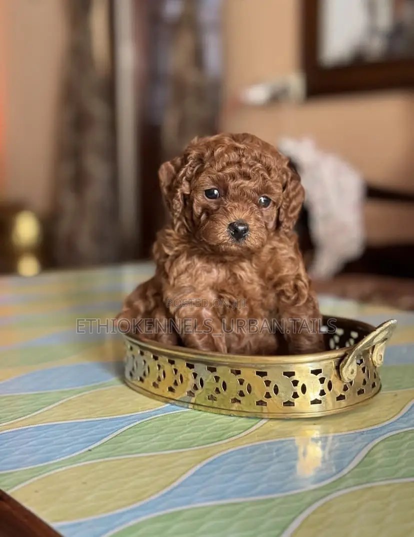 1-3 months Male Purebred Poodle