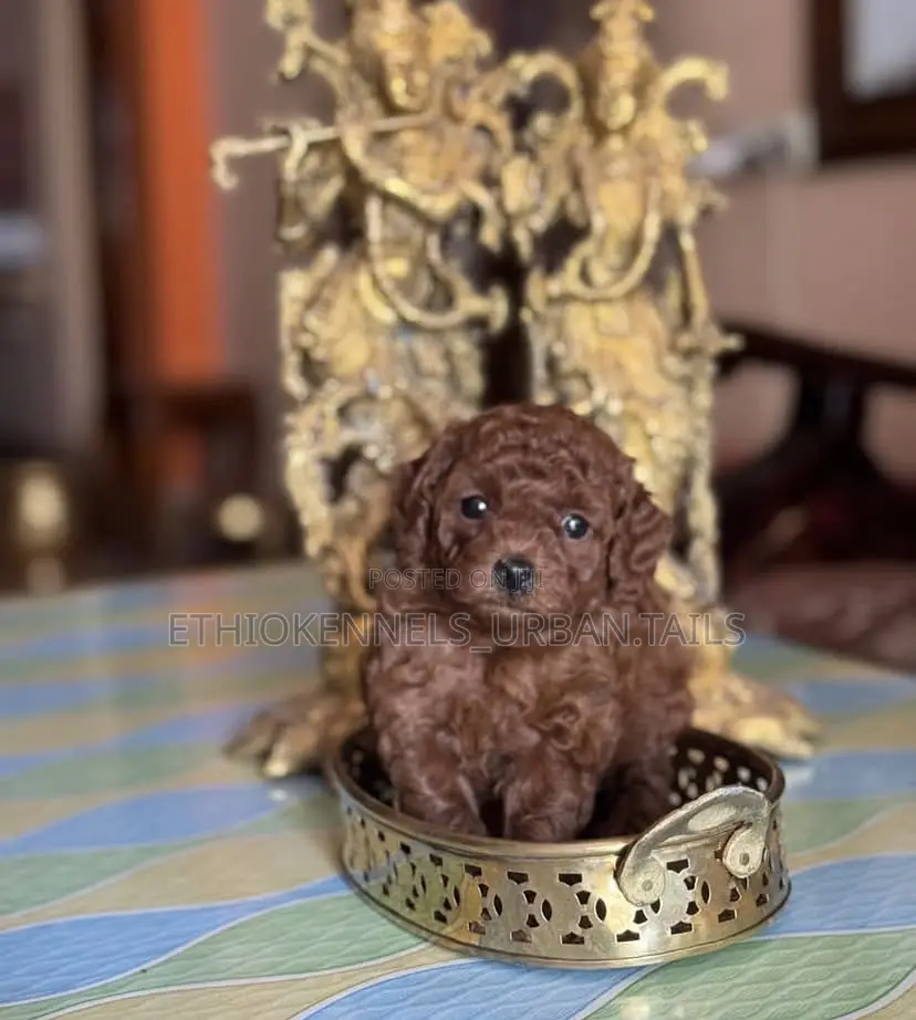 1-3 months Male Purebred Poodle