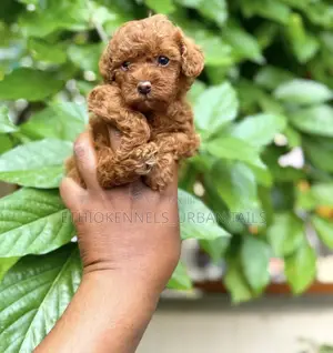 1-3 months Male Purebred Poodle