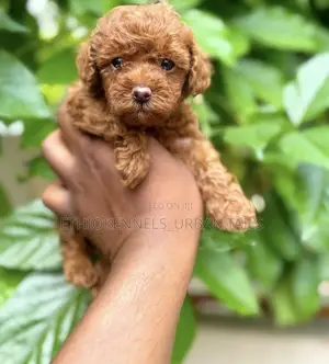 1-3 months Male Purebred Poodle