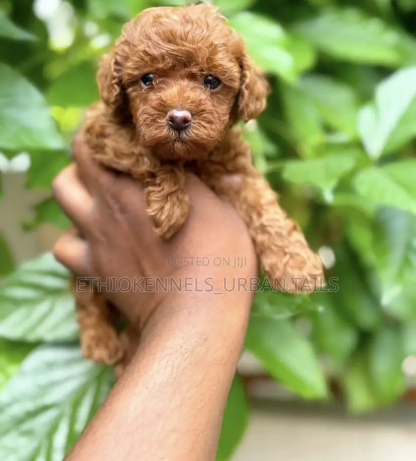 1-3 months Male Purebred Poodle