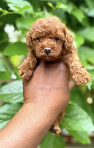 1-3 months Male Purebred Poodle