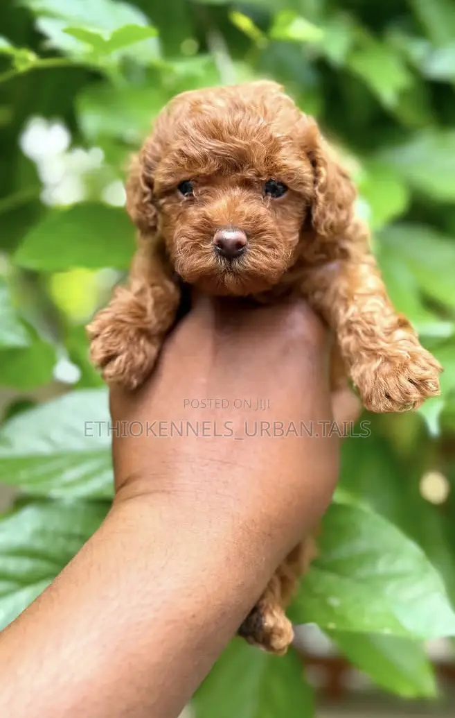 1-3 months Male Purebred Poodle