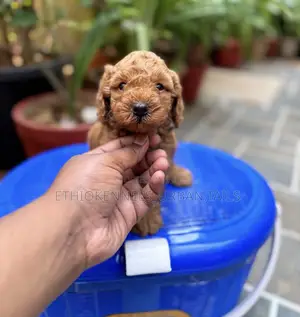 1-3 months Male Purebred Poodle