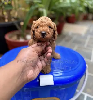 1-3 months Male Purebred Poodle