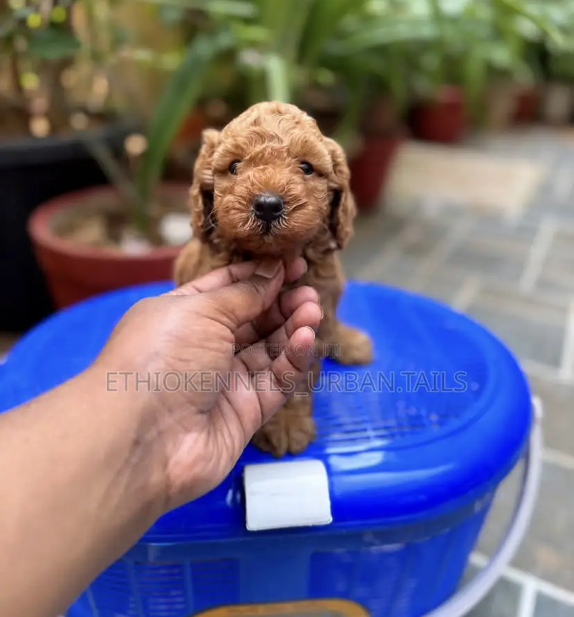 1-3 months Male Purebred Poodle