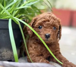 1-3 months Male Purebred Poodle