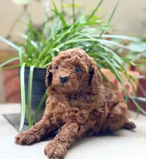 1-3 months Male Purebred Poodle