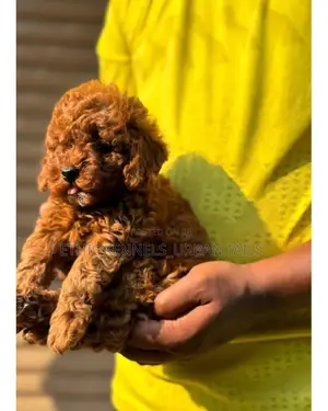 1-3 months Male Purebred Poodle