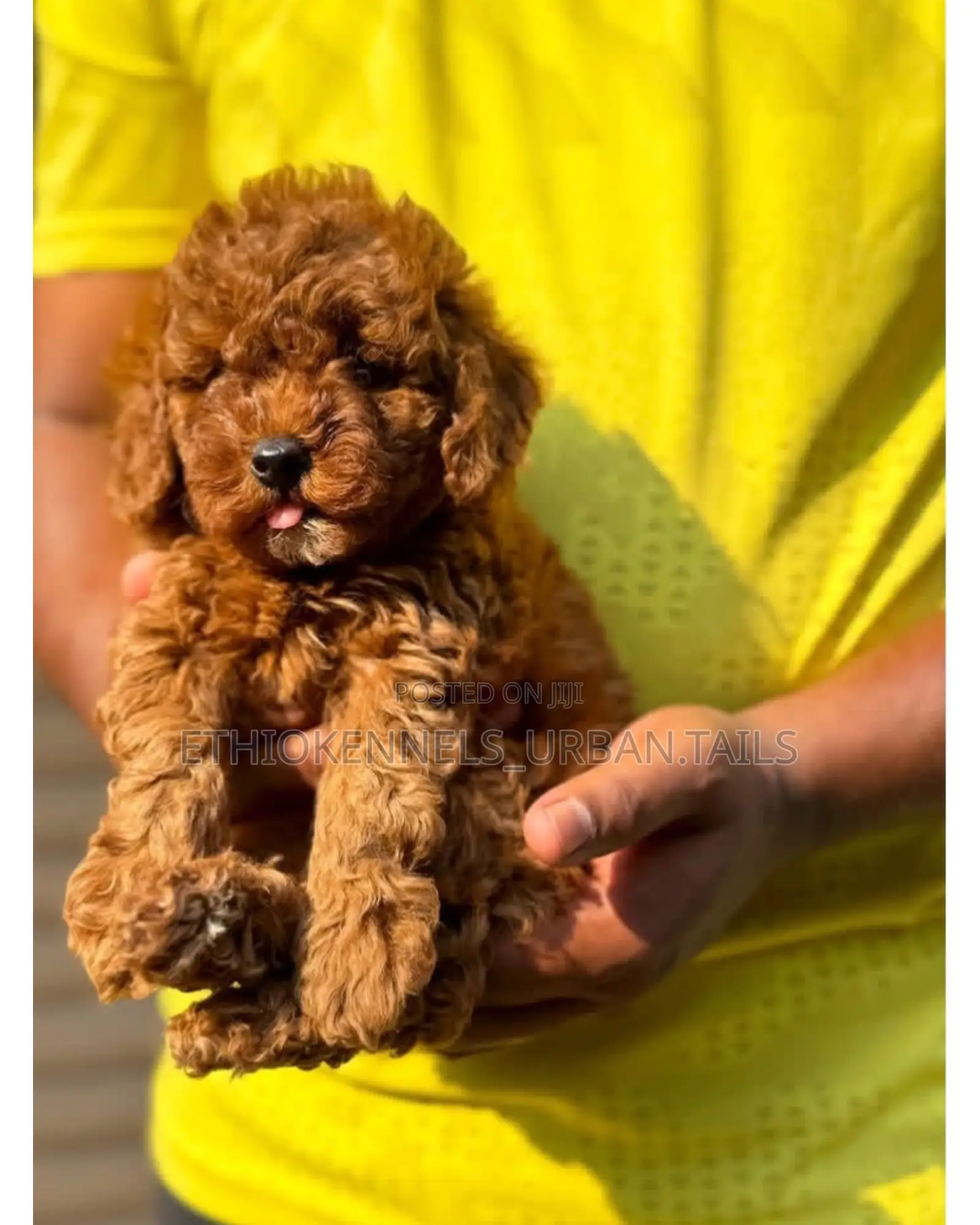 1-3 months Male Purebred Poodle