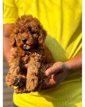 1-3 months Male Purebred Poodle