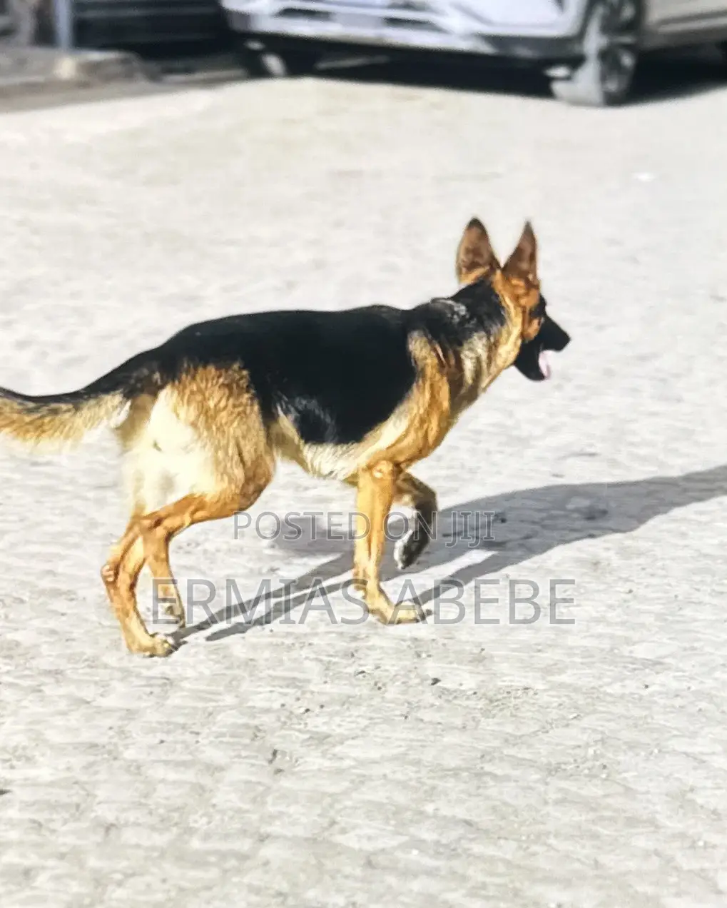 6-12 months Female Purebred German Shepherd