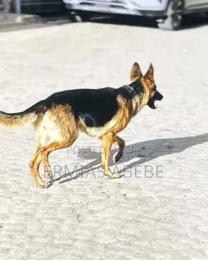 6-12 months Female Purebred German Shepherd