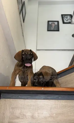1-3 months Female Purebred Boerboel