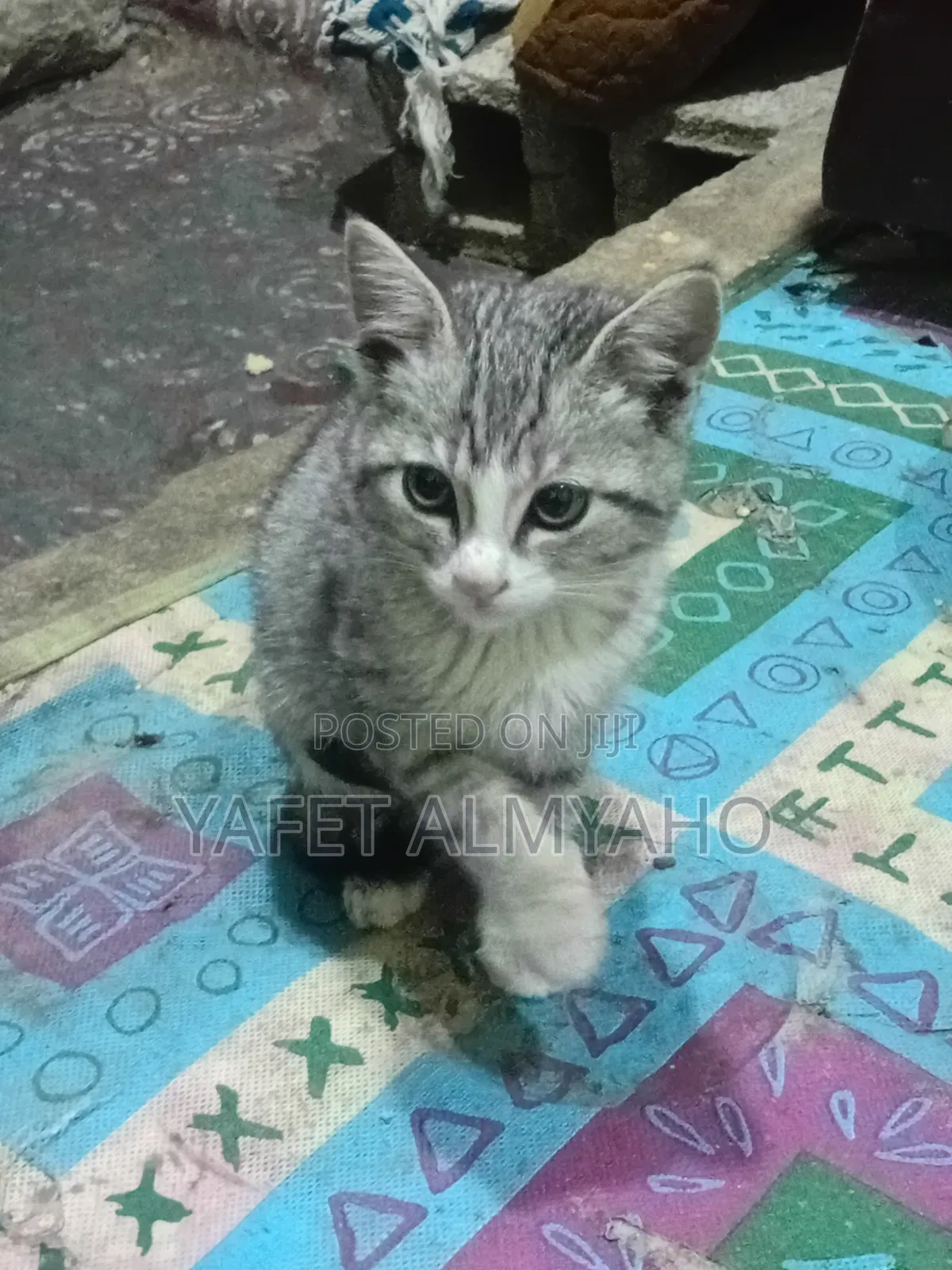 1-3 months Female Purebred Egyptian Mau