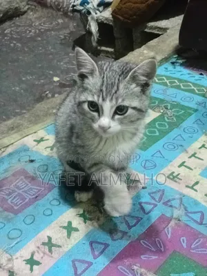 1-3 months Female Purebred Egyptian Mau