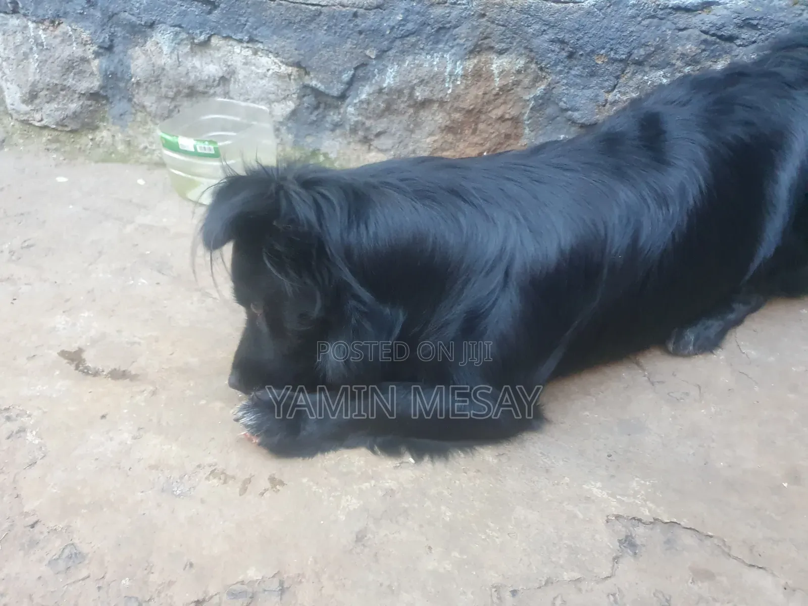 6-12 months Male Mixed Breed Dog