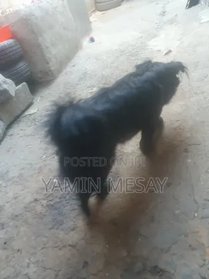 6-12 months Male Mixed Breed Dog
