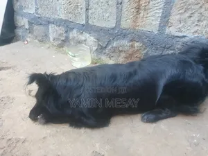 6-12 months Male Mixed Breed Dog