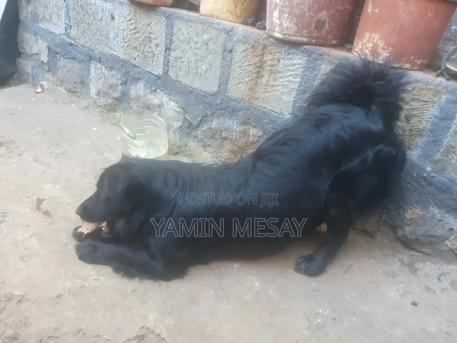 6-12 months Male Mixed Breed Dog