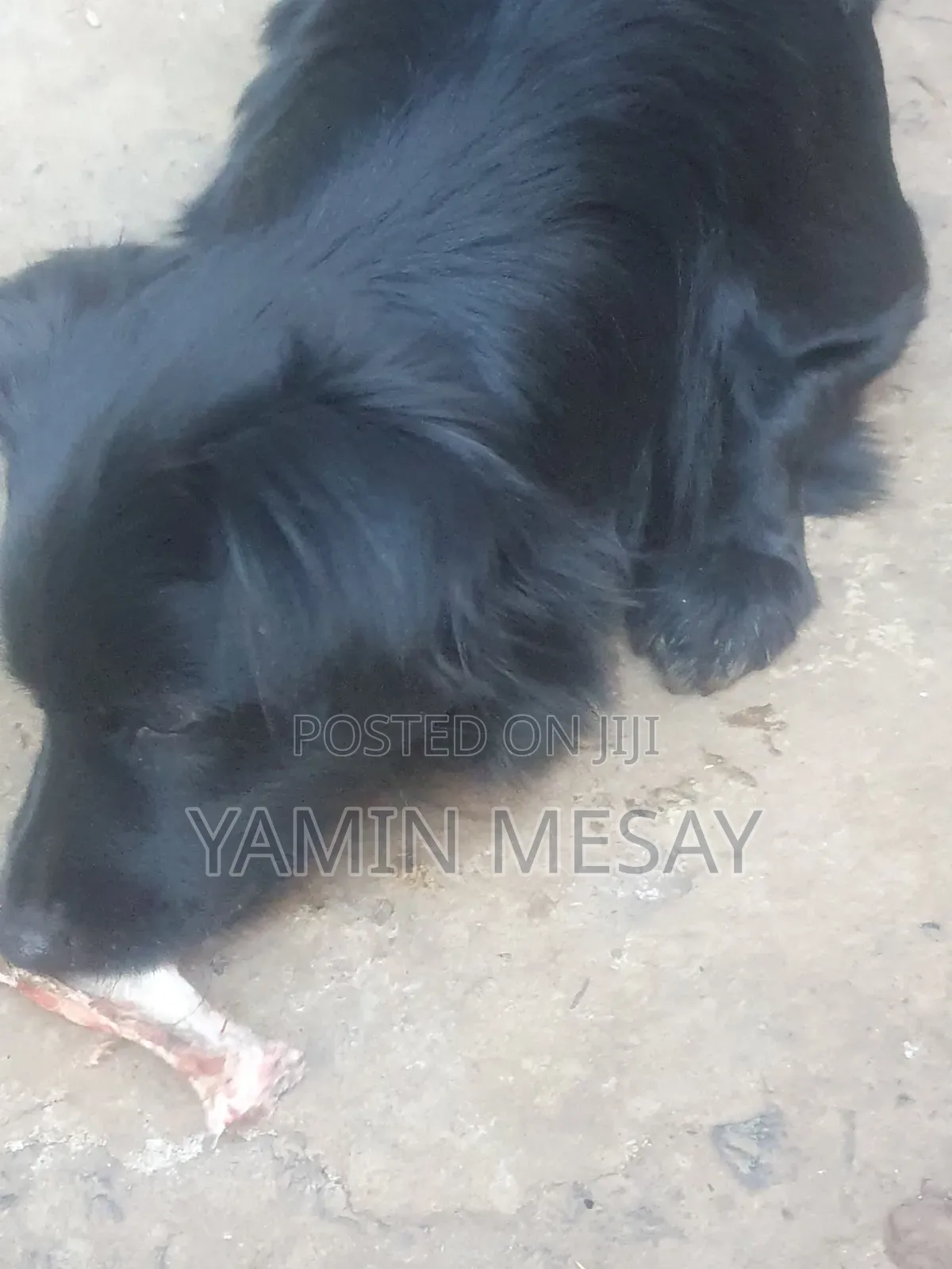 6-12 months Male Mixed Breed Dog