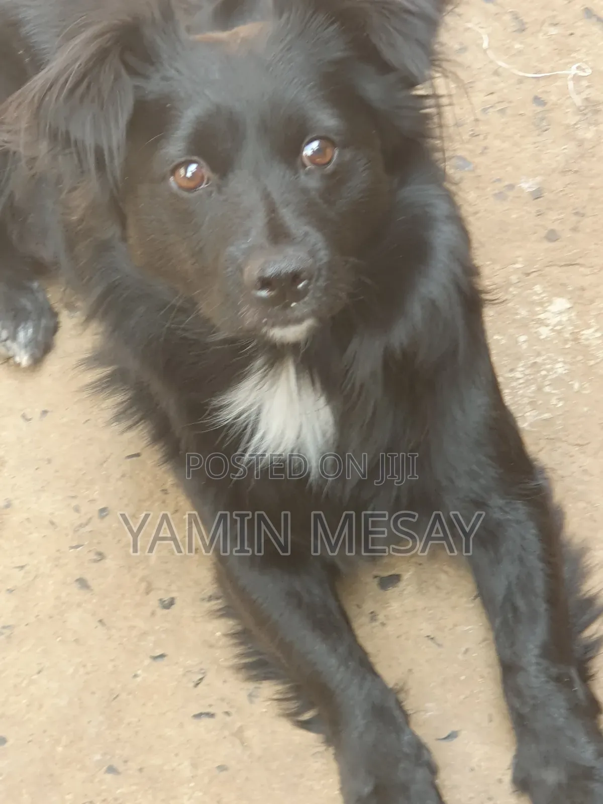 6-12 months Male Mixed Breed Dog