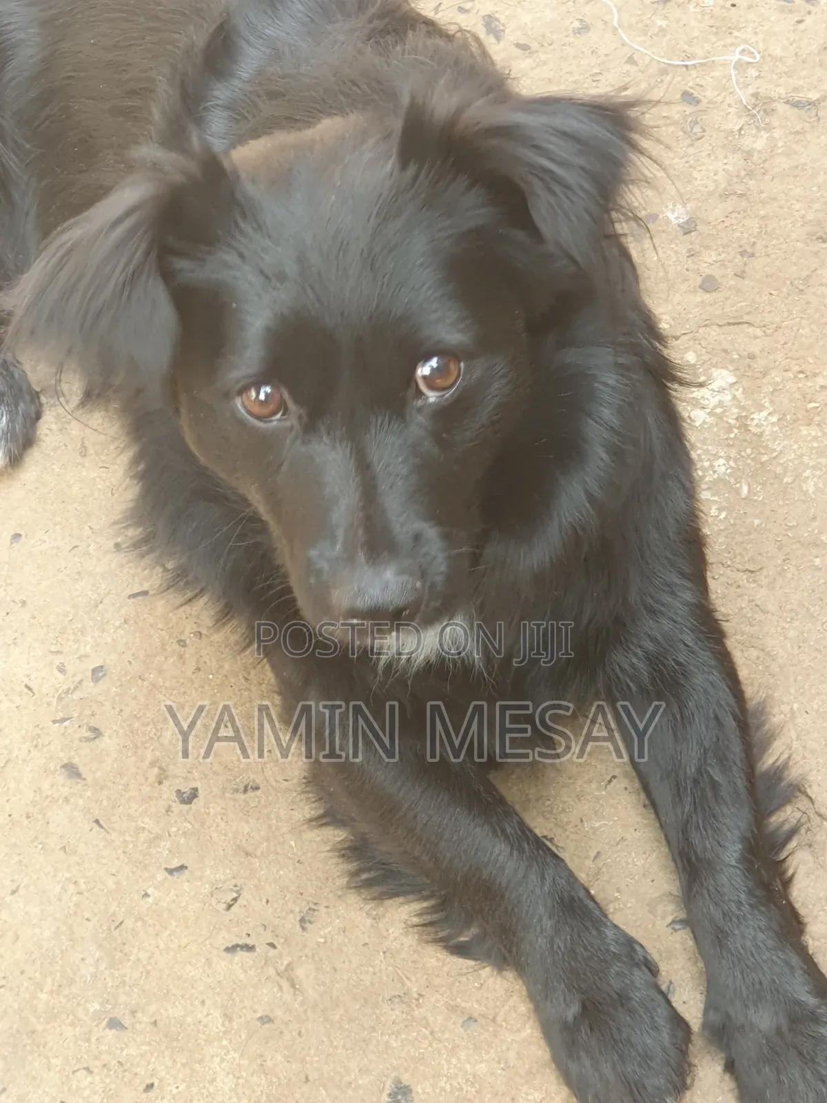 6-12 months Male Mixed Breed Dog